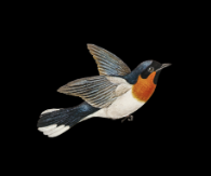 PureGamma Research logo