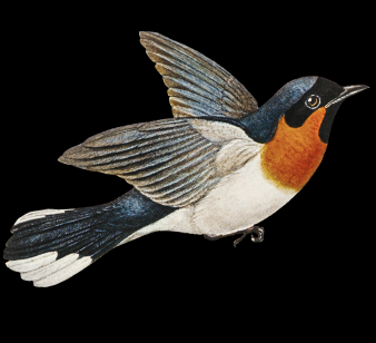 PureGamma Research logo